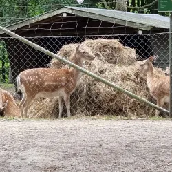 Hembygdsföreningen Ängelholm - Angelholm (Ängelholm)