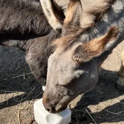 Hembygdsparken - Angelholm (Ängelholm)