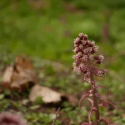Ängelholm Golf Club - Angelholm (Ängelholm)