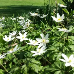 Ängelholm Golf Club - Angelholm (Ängelholm)