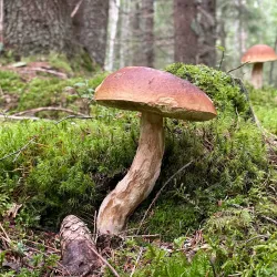 Glaskogen Nature Reserve - Arvika