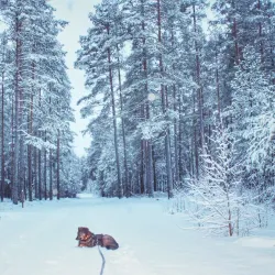 Glaskogen Nature Reserve - Arvika