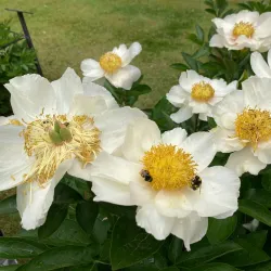 Annelundsparken - Boras