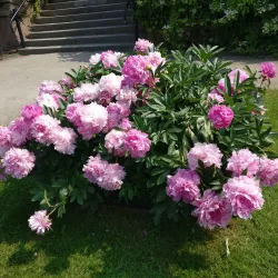 Annelundsparken - Boras