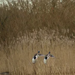 Viskan River Walk - Boras