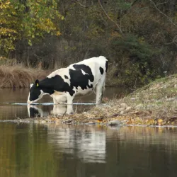 Viskan River Walk - Boras