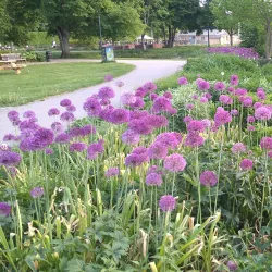 Enköping City Park (Stadsparken) - Enköping