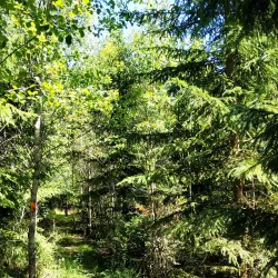 Lillån Nature Reserve - Enköping