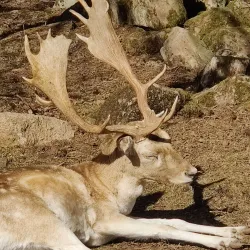 Mösseberg Mountain - Falköping