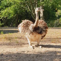 Furuviksparken - Gavle