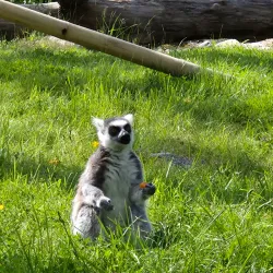 Furuviksparken - Gavle