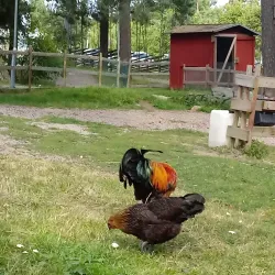 Hemlingby Nature Reserve - Gavle