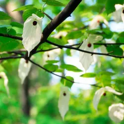 Gothenburg Botanical Garden - Gothenburg