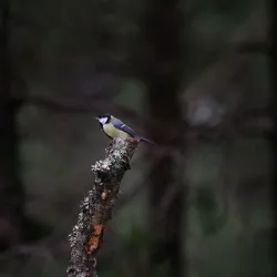 Gustavsberg Nature Reserve - Gustavsberg