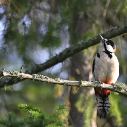 Gustavsberg Nature Reserve - Gustavsberg