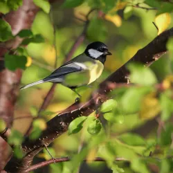Gustavsberg Nature Reserve - Gustavsberg