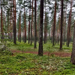 Hagfors Forest Trails - Hagfors