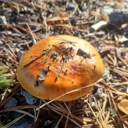 Hagfors Forest Trails - Hagfors