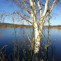 Tornio River Walk - Haparanda