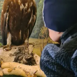 Falsterbo Lighthouse - Höllviken