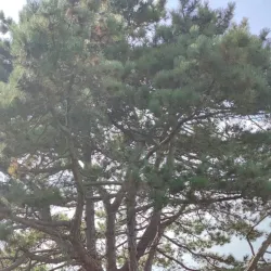 Falsterbo Strandbad - Höllviken