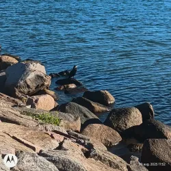 Ljunghusen Beach - Höllviken