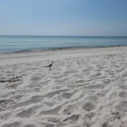Ljunghusen Beach - Höllviken