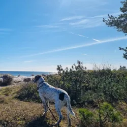 Ljunghusen Beach - Höllviken