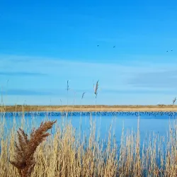 Skanör-Falsterbo Bird Observatory - Höllviken
