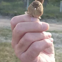 Skanör-Falsterbo Bird Observatory - Höllviken