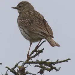 Skanör-Falsterbo Bird Observatory - Höllviken