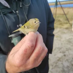 Skanör-Falsterbo Bird Observatory - Höllviken