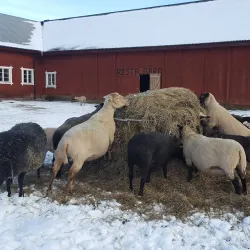 Local Farms and Agricultural Experiences - Horred