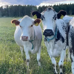 Local Farms and Agricultural Experiences - Horred