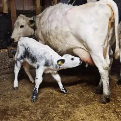 Local Farms and Agricultural Experiences - Horred