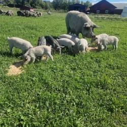 Local Farms and Agricultural Experiences - Horred