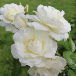 Rosenlunds Rosarium - Jonkoping