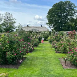 Rosenlunds Rosarium - Jonkoping