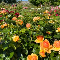 Rosenlunds Rosarium - Jonkoping