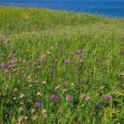 Rosenlundsskogen Nature Reserve - Jonkoping