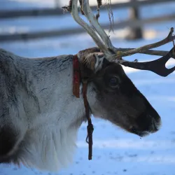 Kiruna Snowmobile Tours - Kiruna