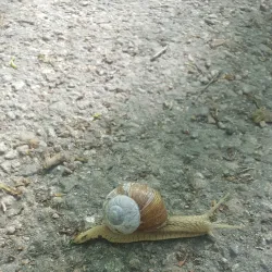 Köping City Park (Stadsparken) - Köping