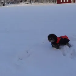 Köping City Park (Stadsparken) - Köping