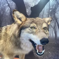 Kristianstad Museum - Kristianstad