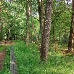 Särö Västerskog Nature Reserve - Kungsbacka
