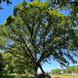 Särö Västerskog Nature Reserve - Kungsbacka