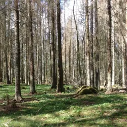 Tinnerö Eklandskap Nature Reserve - Linkoping