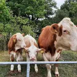 Tinnerö Eklandskap Nature Reserve - Linkoping
