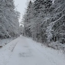 Valla Wood Nature Reserve - Linkoping