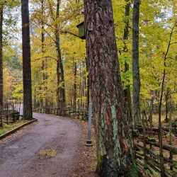 Valla Wood Nature Reserve - Linkoping